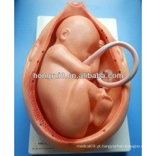 Modelos de desenvolvimento embrionário ISO, útero no nono mês de gestação, modelos anatômicos